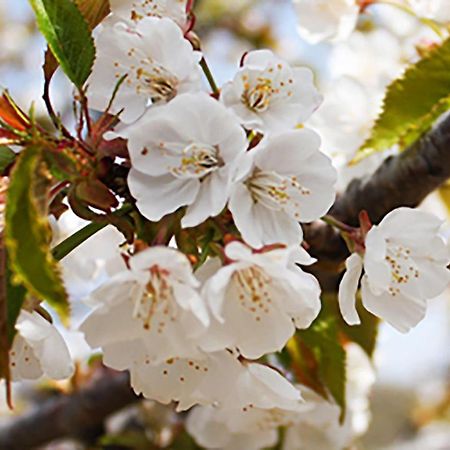 Aroma De Primavera En Casas Rurales Acebuche Casas del Monte Dış mekan fotoğraf
