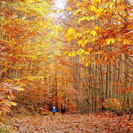 Aroma De Primavera En Casas Rurales Acebuche Casas del Monte Dış mekan fotoğraf