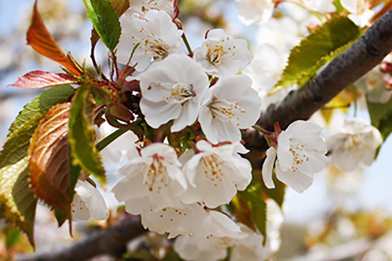 Aroma De Primavera En Casas Rurales Acebuche Casas del Monte Dış mekan fotoğraf