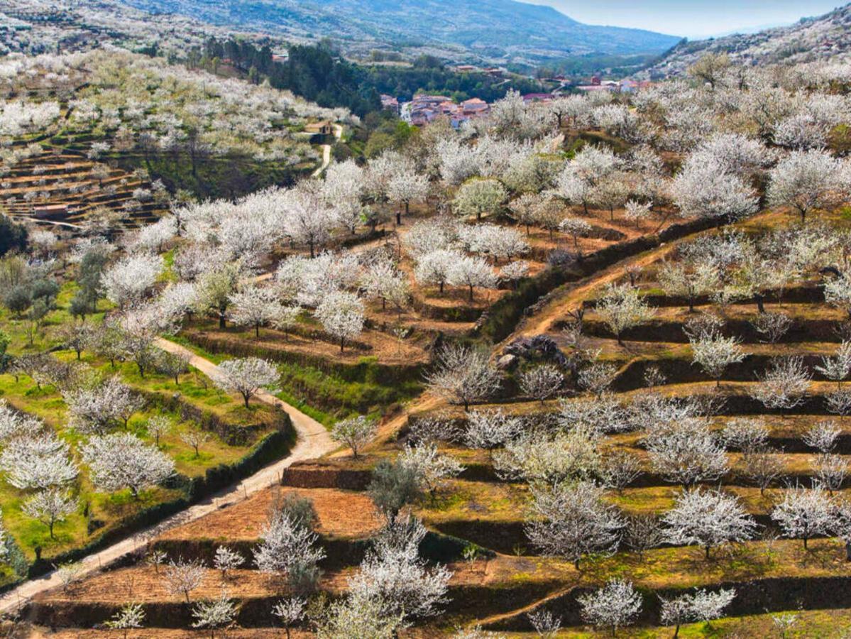 Aroma De Primavera En Casas Rurales Acebuche Casas del Monte Dış mekan fotoğraf