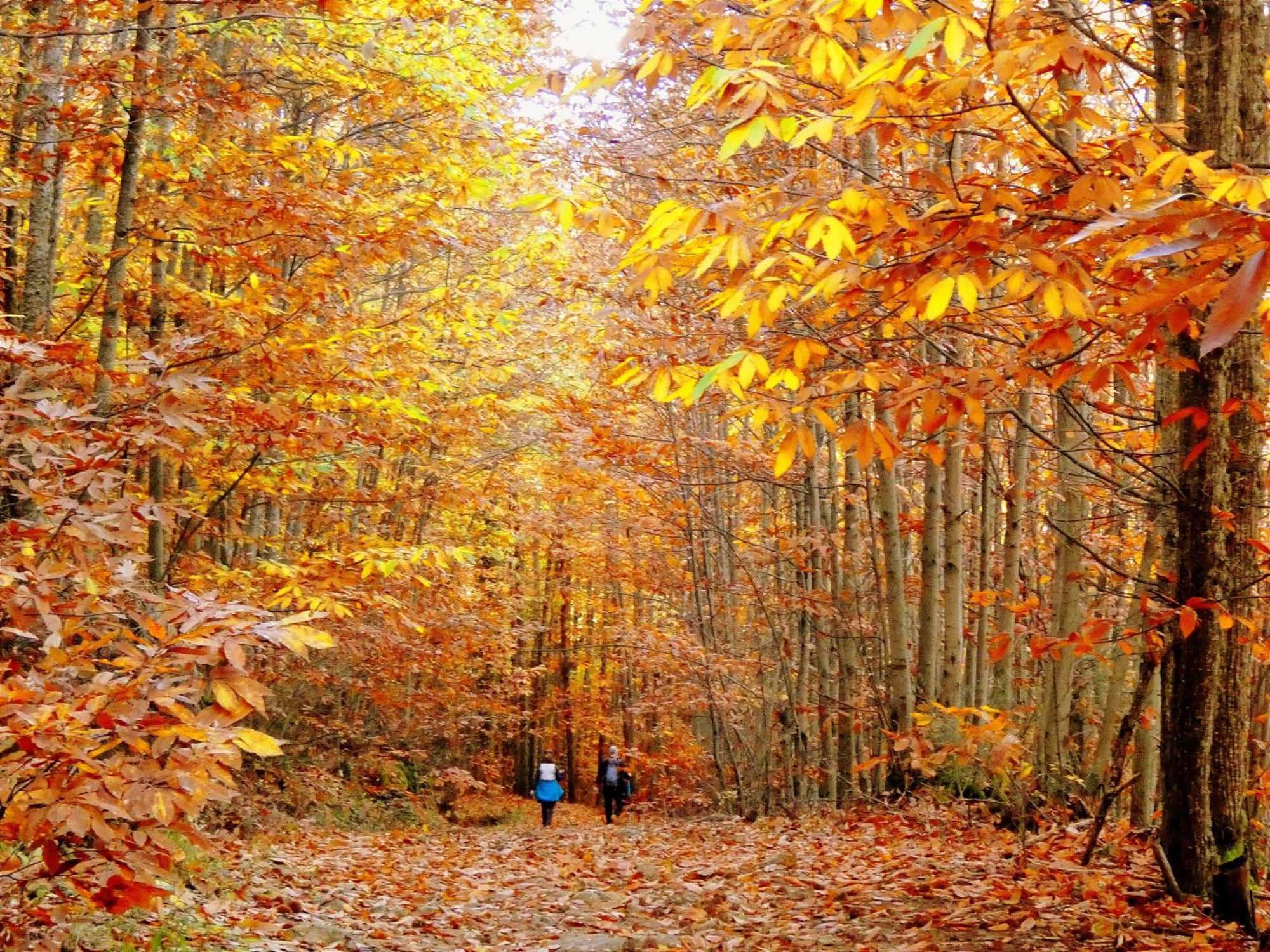 Aroma De Primavera En Casas Rurales Acebuche Casas del Monte Dış mekan fotoğraf