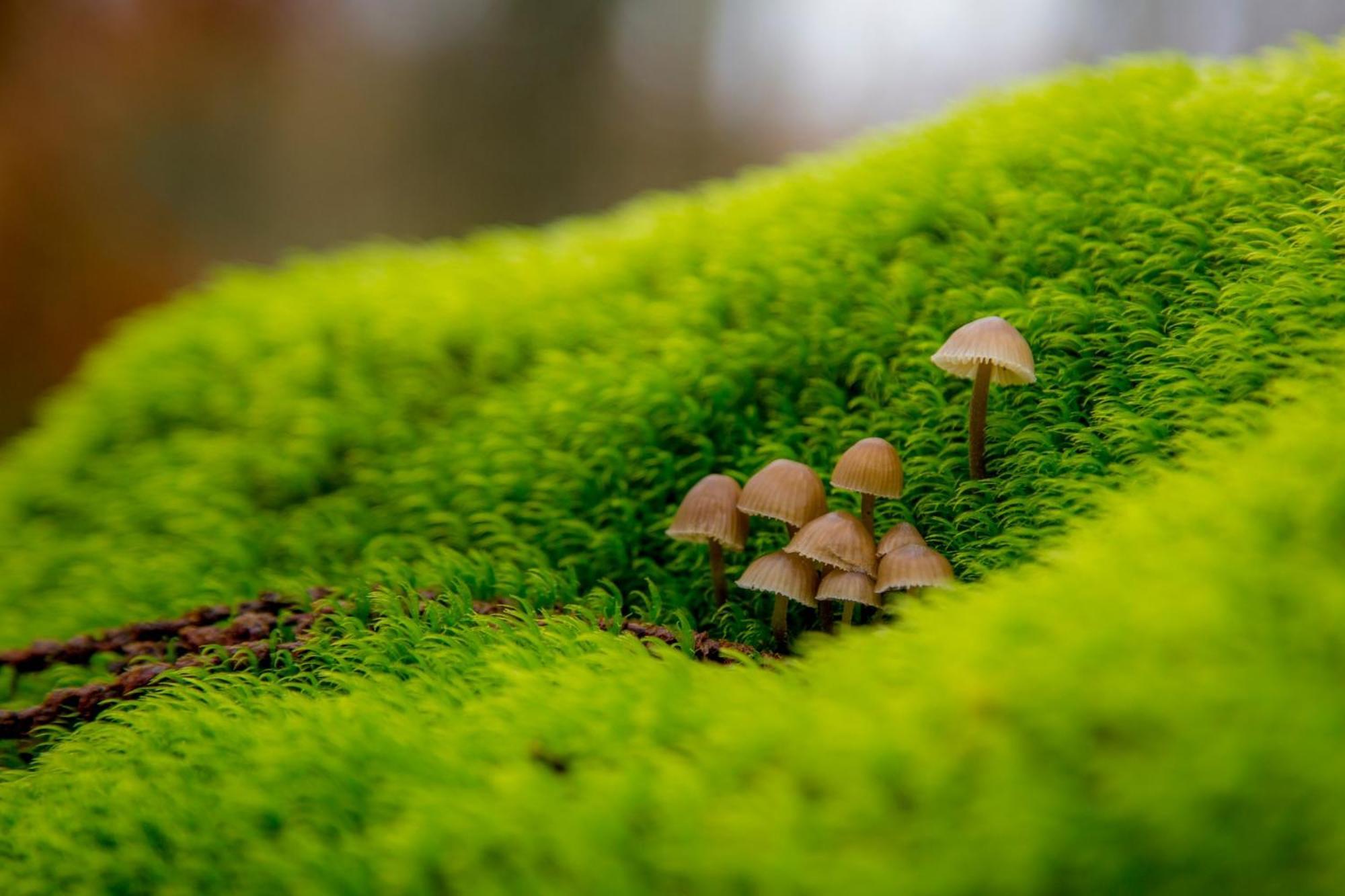 Aroma De Primavera En Casas Rurales Acebuche Casas del Monte Dış mekan fotoğraf