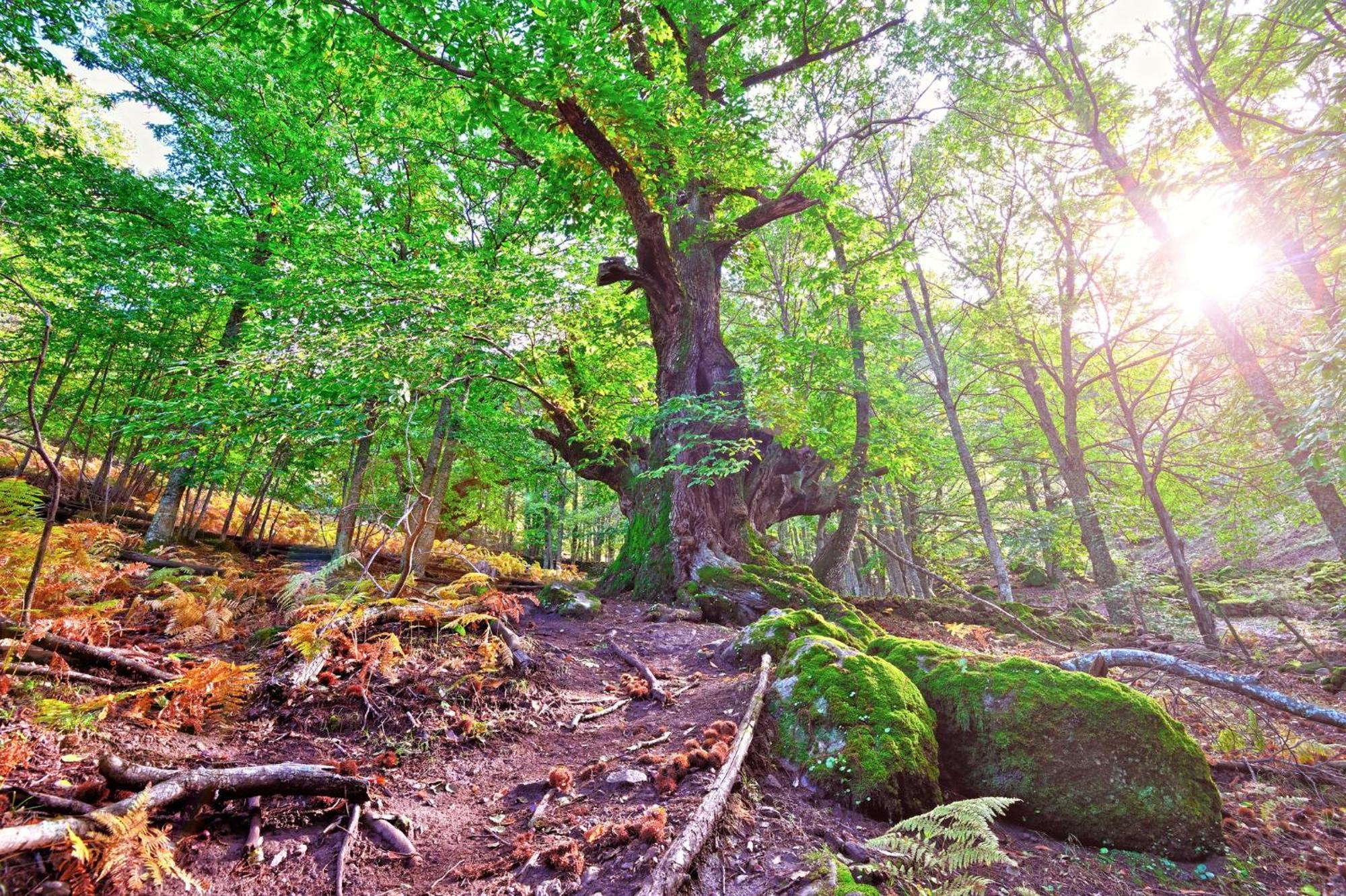 Aroma De Primavera En Casas Rurales Acebuche Casas del Monte Dış mekan fotoğraf